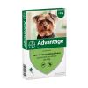 Advantage hond 