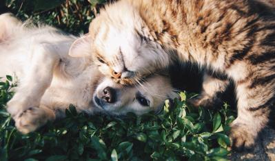 Hoe kies je de juiste voeding voor je hond of kat?